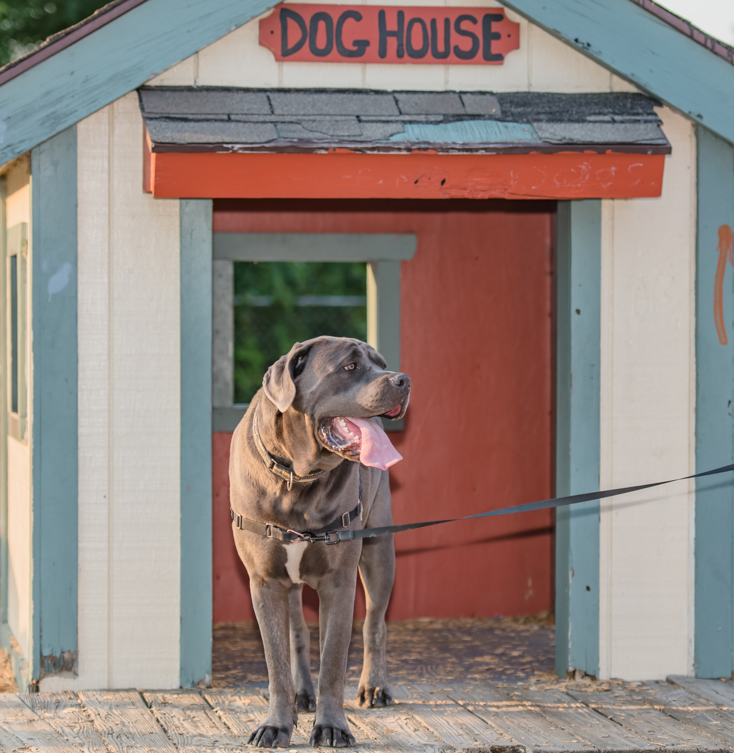 Dog standing outside a dog house