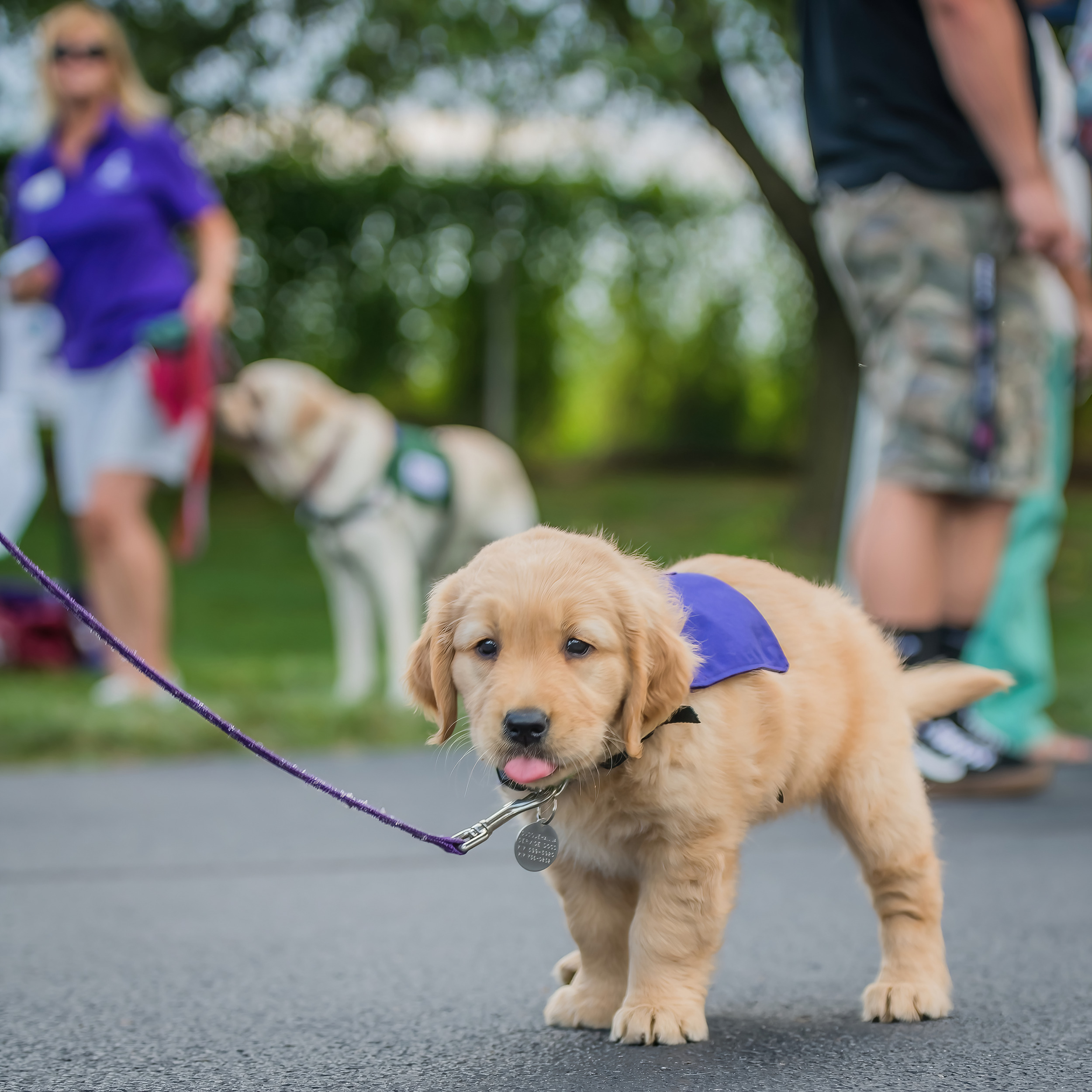 New puppy in a puppy training class