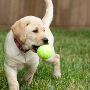 Yellow Lab Puppy Playing with a Tennis Ball