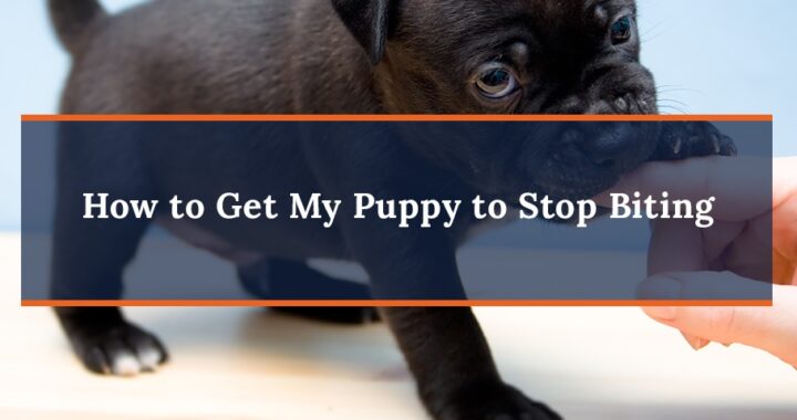 How to Teach A Puppy to Stop Biting