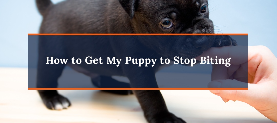 How to Teach A Puppy to Stop Biting