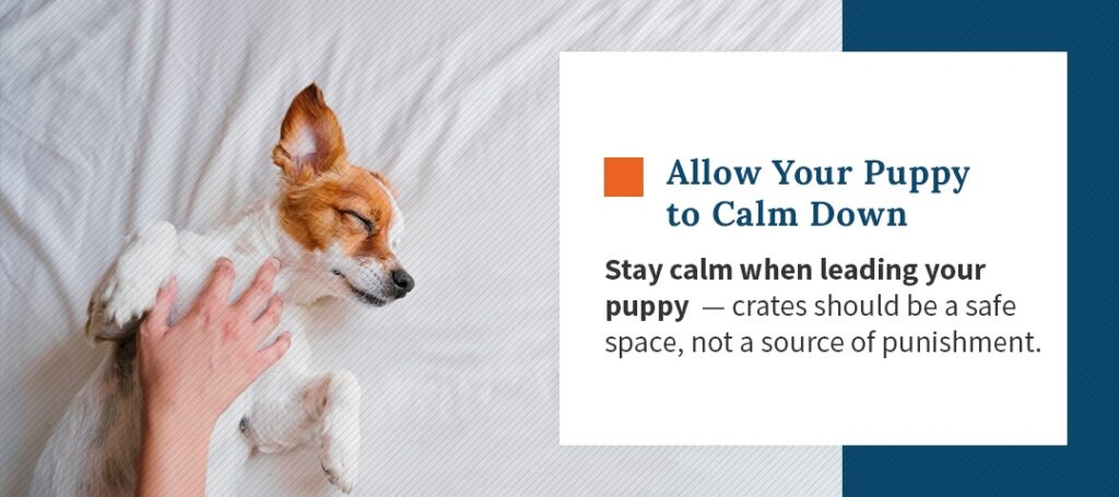 When training your puppy to stop biting, you should first allow your puppy to calm down.