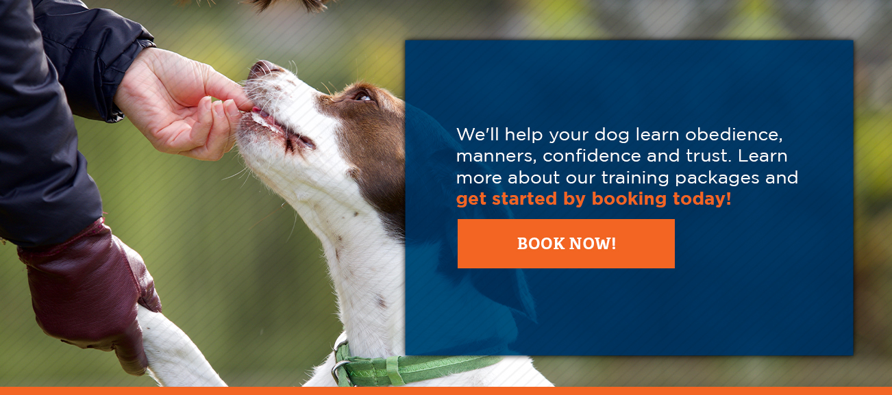 We'll help your dog learn obedience, manners, confidence and trust. Learn more about our training packages and get started by booking today.
