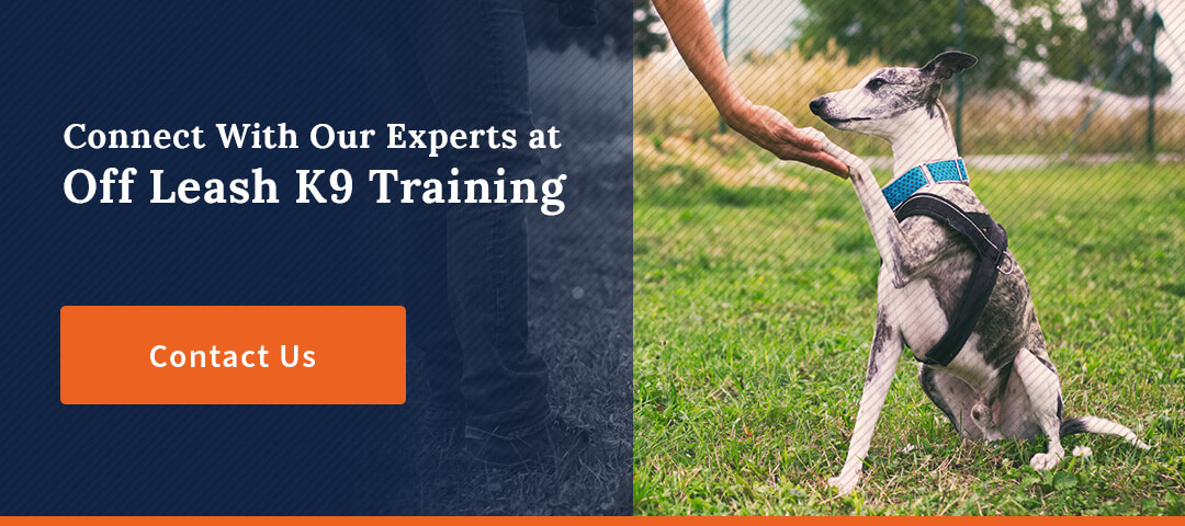 Connect with Our Dog Training Experts at Off Leash K9 Training