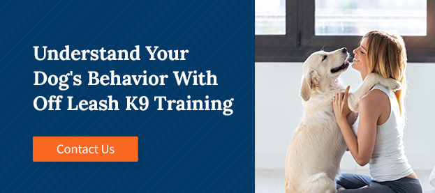 Contact Off Leash K9 Training for guidance on understanding your dog's body language.