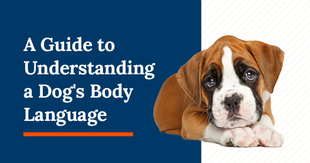A Guide To Understanding a Dog's Body Language