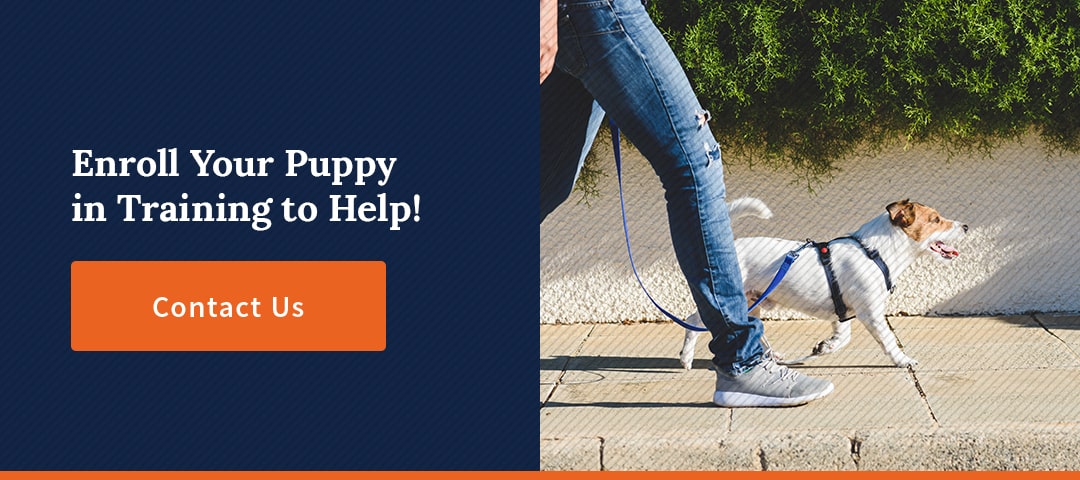 Enroll Your Puppy in Training to Help!