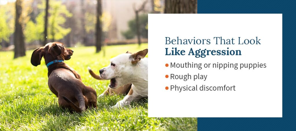 Behaviors That Look Like Aggression