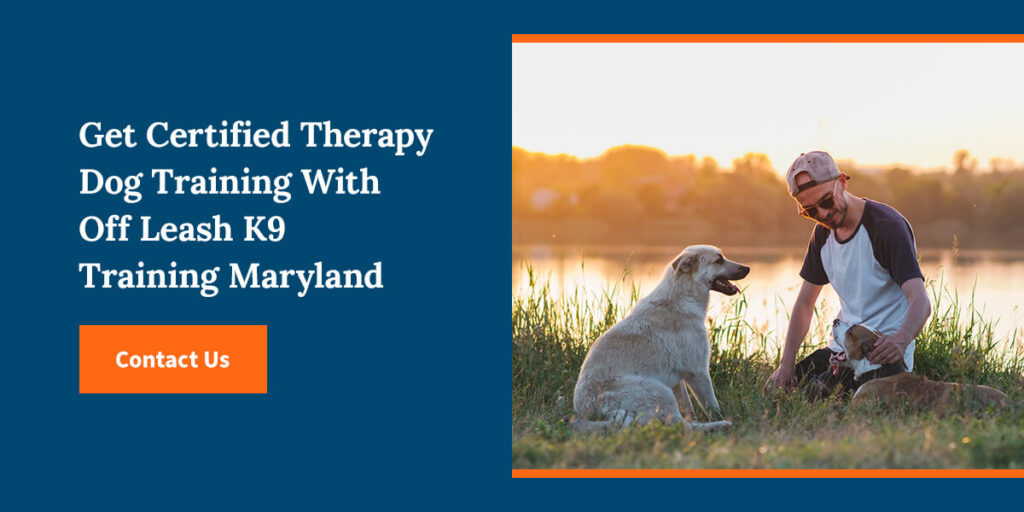 Get Certified Therapy Dog Training With Off Leash K9 Training Maryland