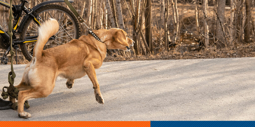 01CalmYourReactiveDog Off Leash K9 Training Maryland