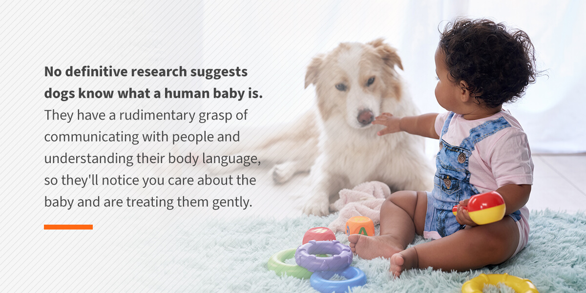 Do Dogs Understand Human Babies?