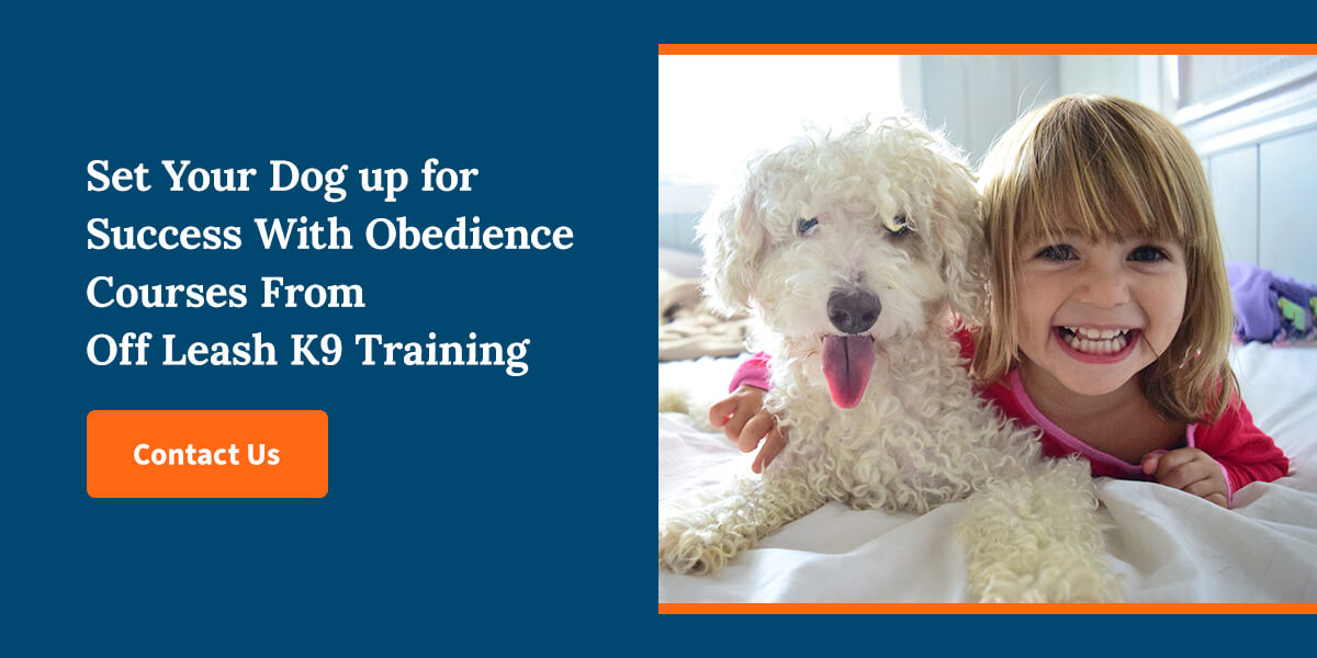 Set Your Dog up for Success With Obedience Courses From Off Leash K9 Training
