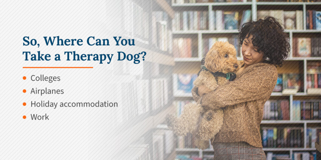 Where Can Therapy Dogs Go? Off Leash K9 Training Maryland