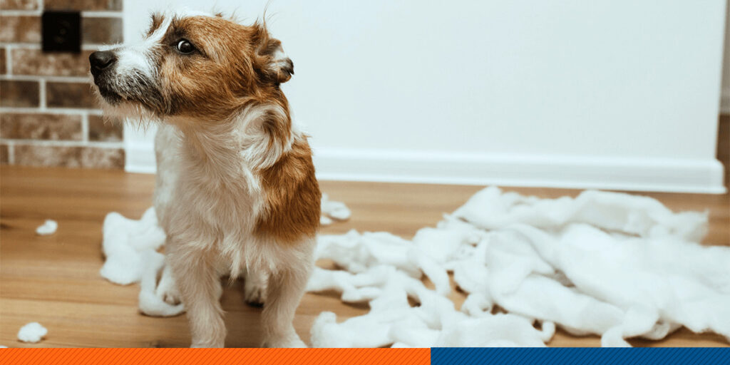 Causes of Bad Behavior in Dogs
