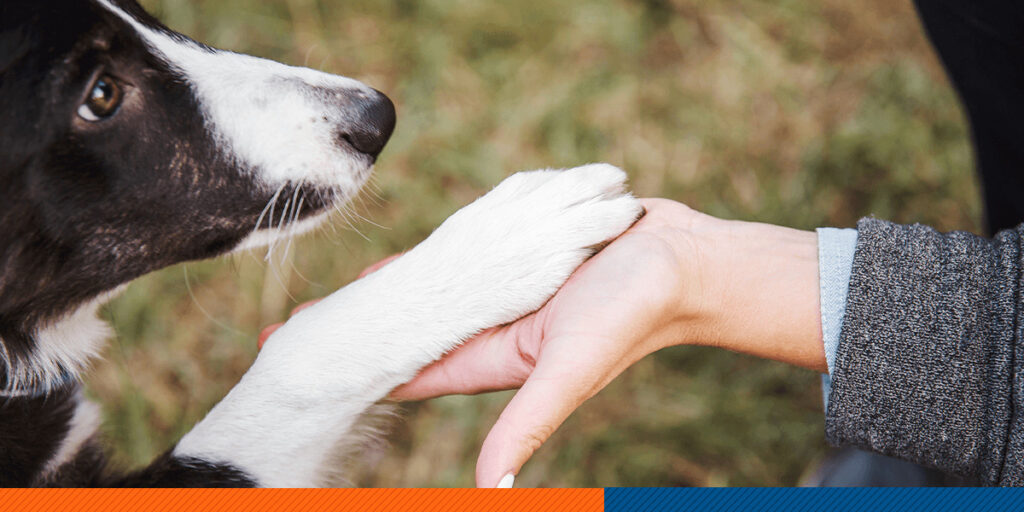 01DogSocializationGuide Off Leash K9 Training Maryland