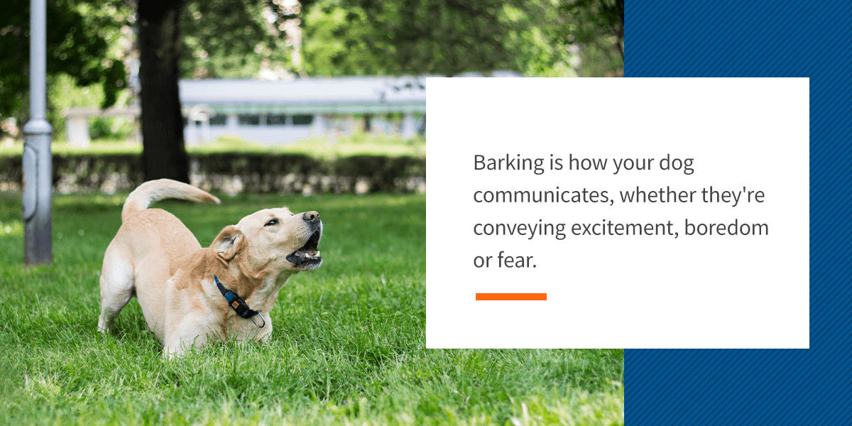 Barking is how your dog communicates
