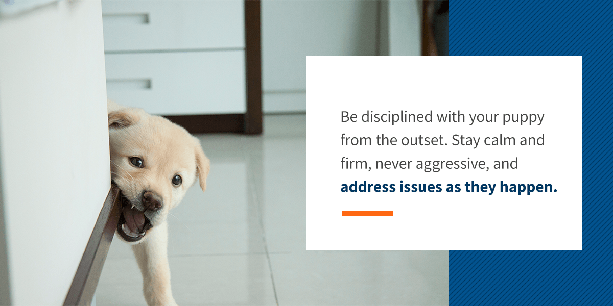 Be Disciplined with Your Puppy