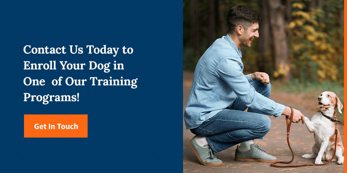 Contact Us To Enroll Your Dog