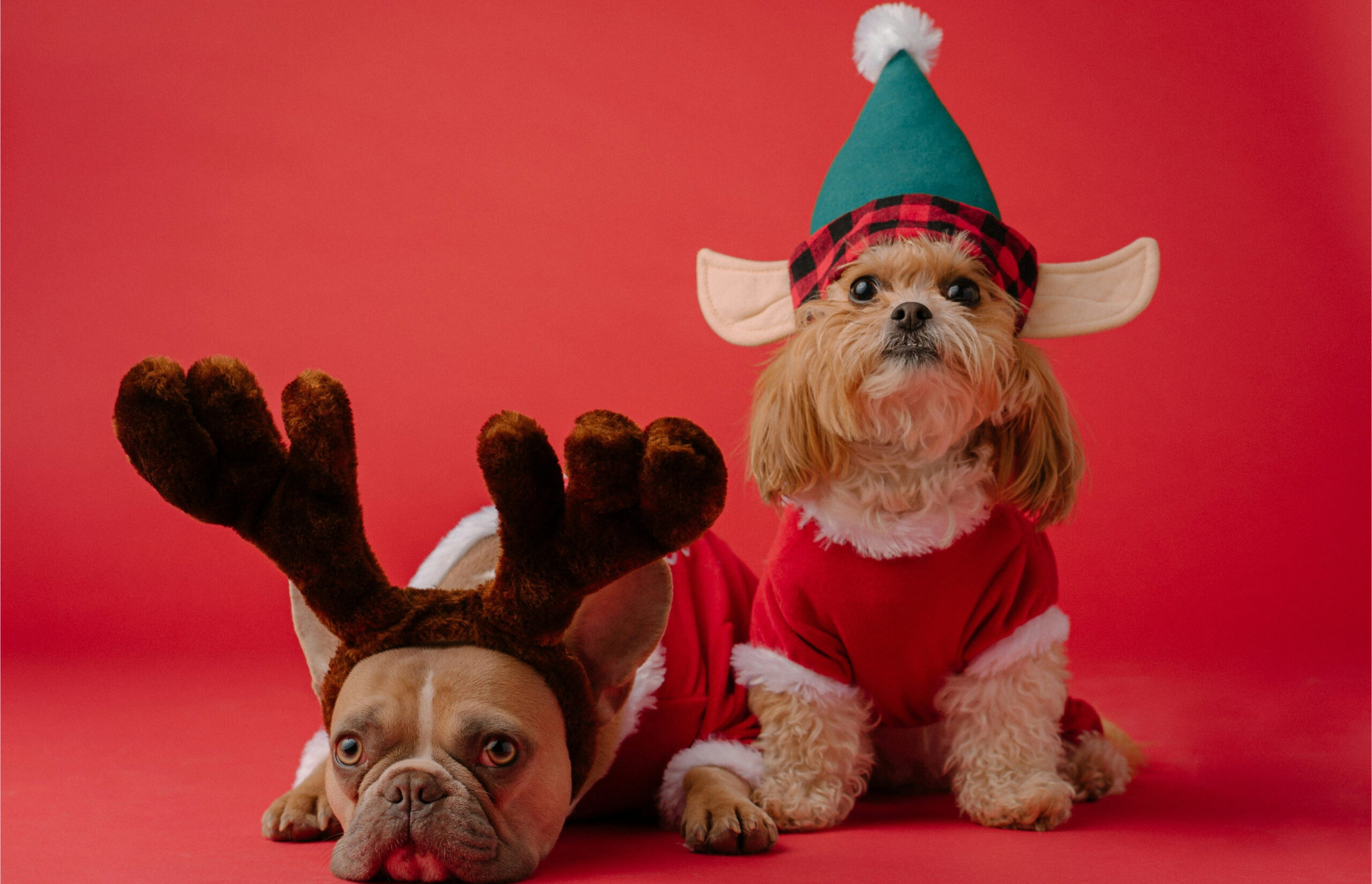 Dogs dressed up in Christmas costumes