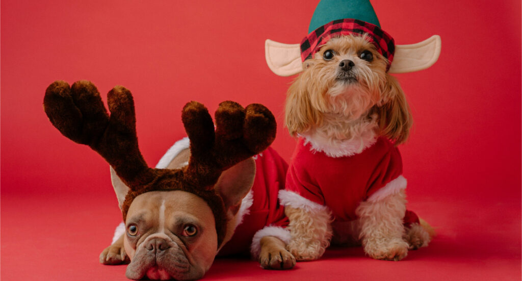 Dogs dressed up in Christmas costumes