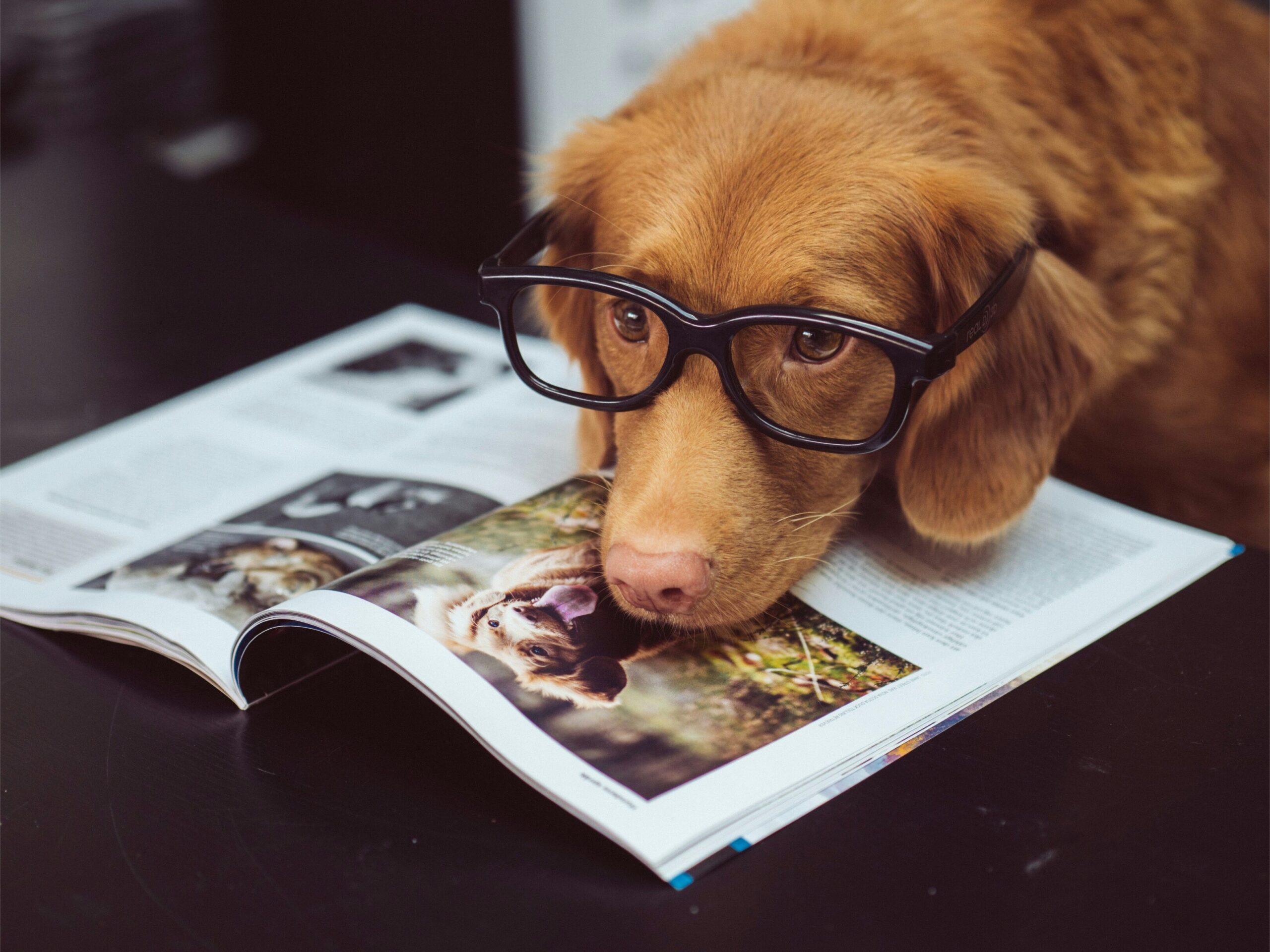 Dog wearing reading glasses with its head laying on a magazine
