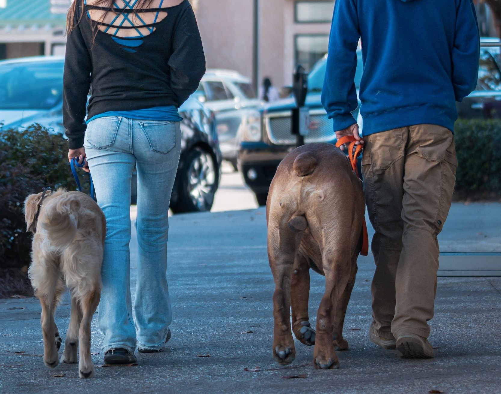 A woman and man walking two dogs on leashes
