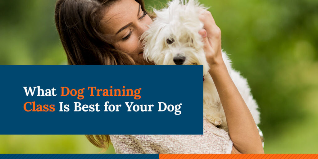 What Training Class is Best for Your Dog?