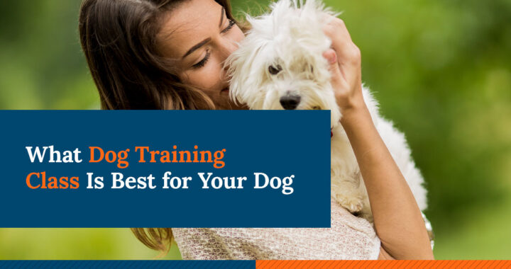 What Training Class is Best for Your Dog?