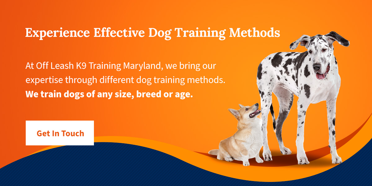 Experience Effective Dog Training Methods with Off Leash K9 Training Maryland