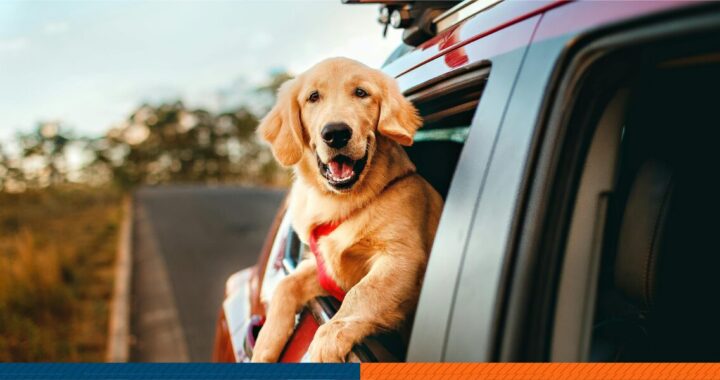 Dog in a car.