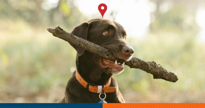 A Labrador biting a stick in a park.