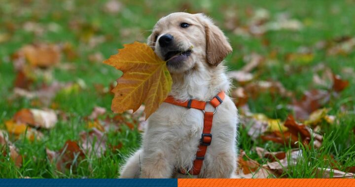 A golden retriever grabbing a leaf
