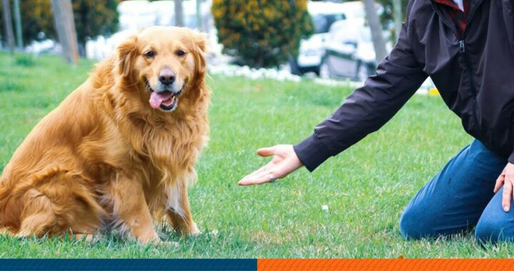 A man giving a positive reinforcement to a dog