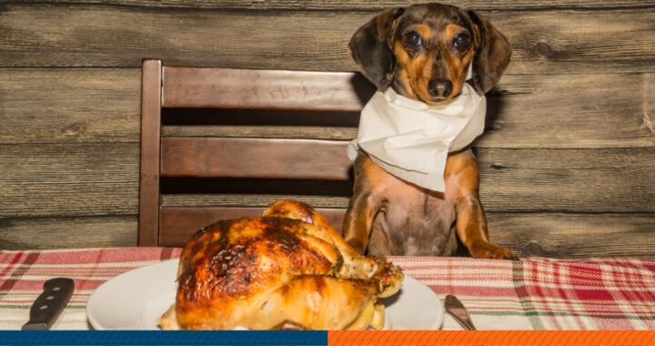 a dog with a roasted turkey during thanksgiving