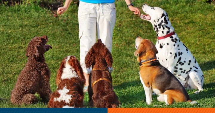 5 dogs listening to a dog trainer