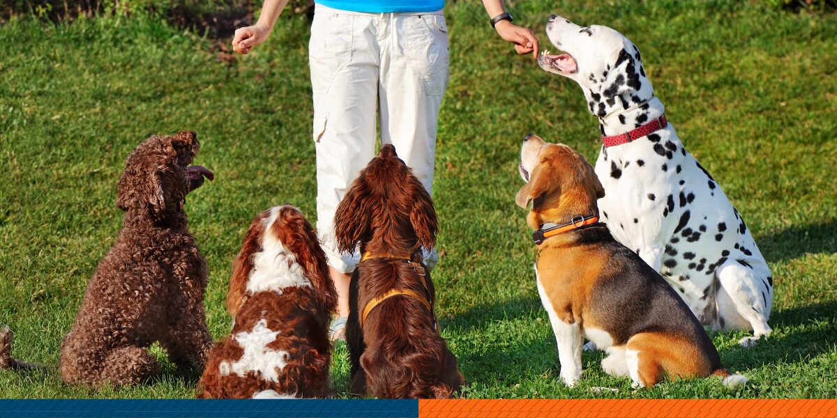 5 dogs listening to a dog trainer