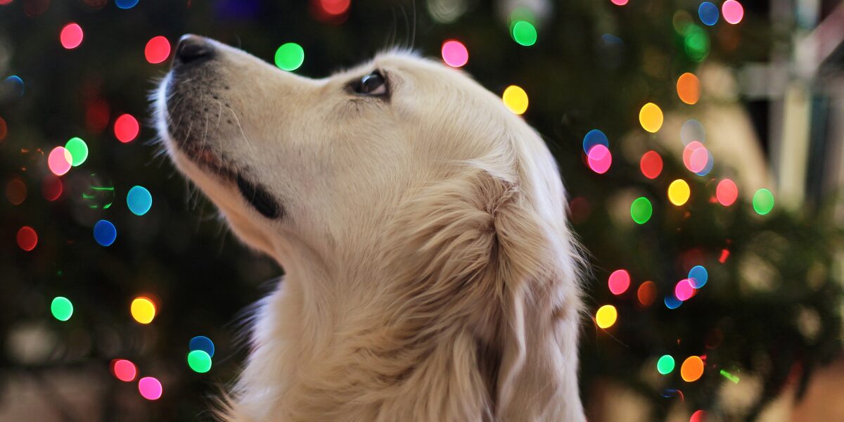 a dog is amaze of the lights