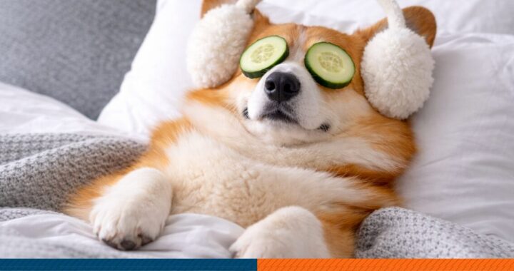 A corgi wearing an earmuff during winter