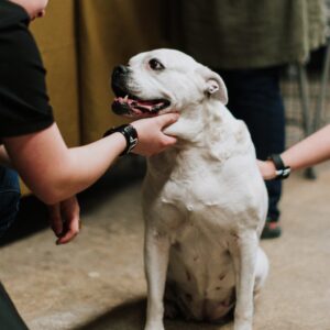 good dog manners