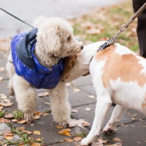 dog gathering