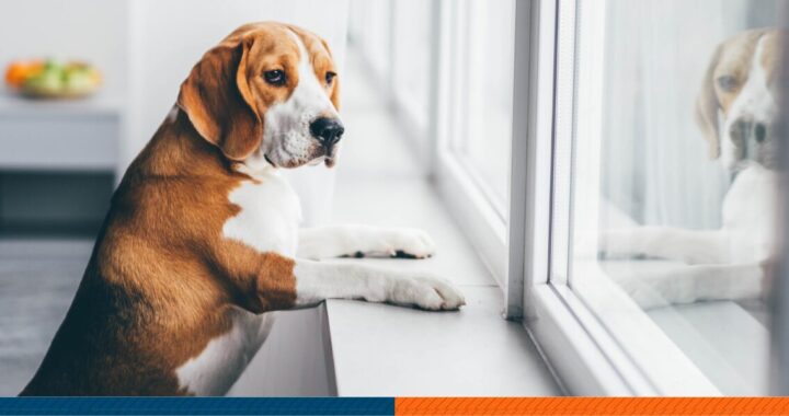a dog looking outside through the window
