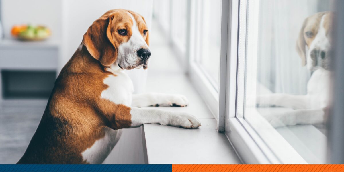 a dog looking outside through the window